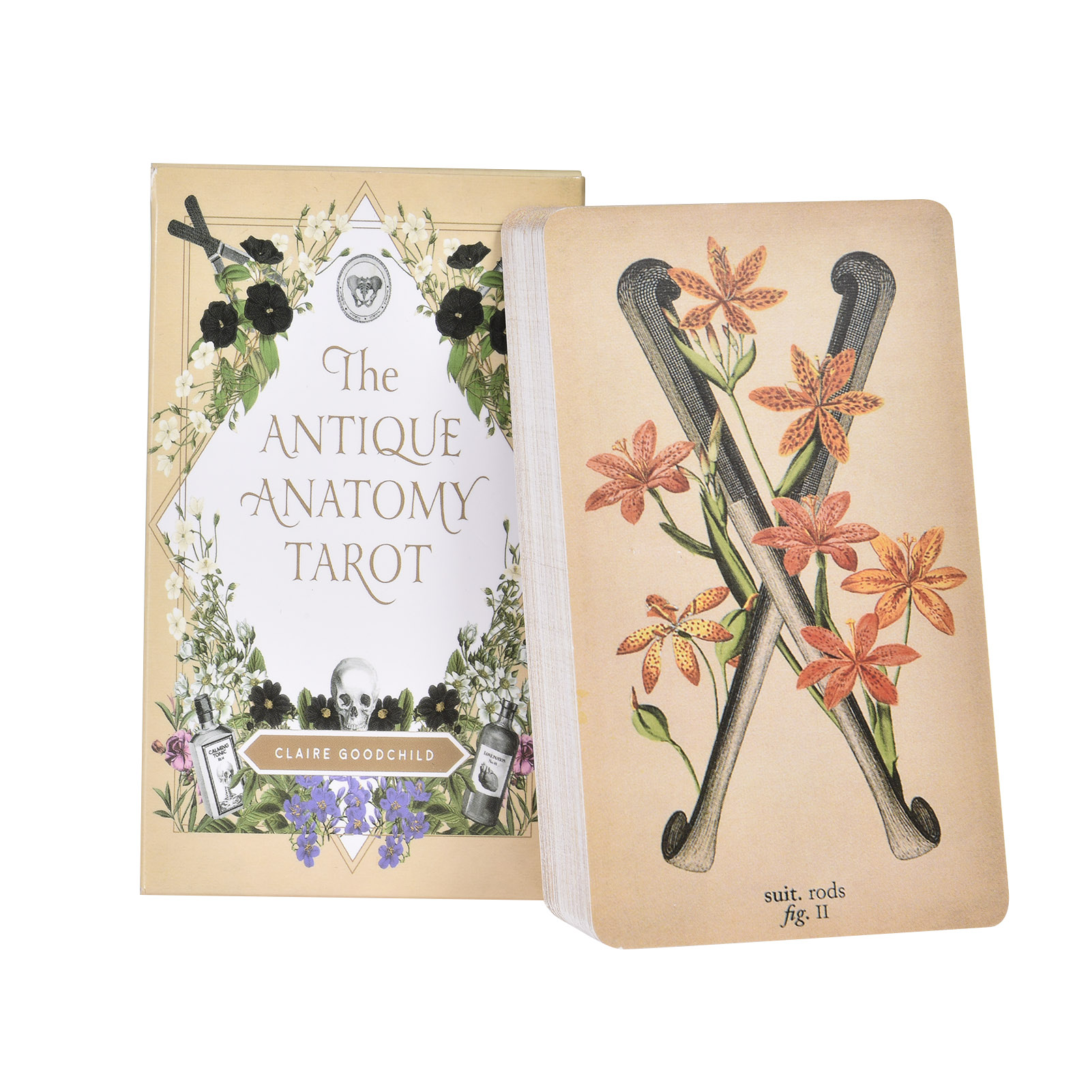 The Antique Anatomy Tarot Card - Tarot Deck With Guidebook review and price